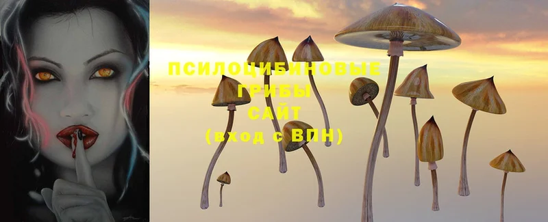 купить  цена  Зуевка  Псилоцибиновые грибы Psilocybine cubensis 